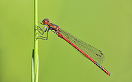 Large Red Damsel (Female, Pyrrhosoma nymphula)